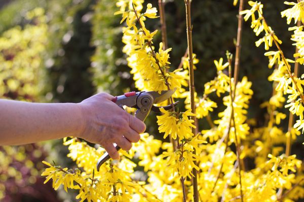 Forsythia Pruning in Johnson City