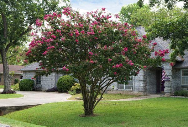 Crepe Myrtle Trimming in Johnson City