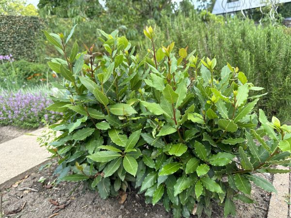 Laurel Hedge Removal Service