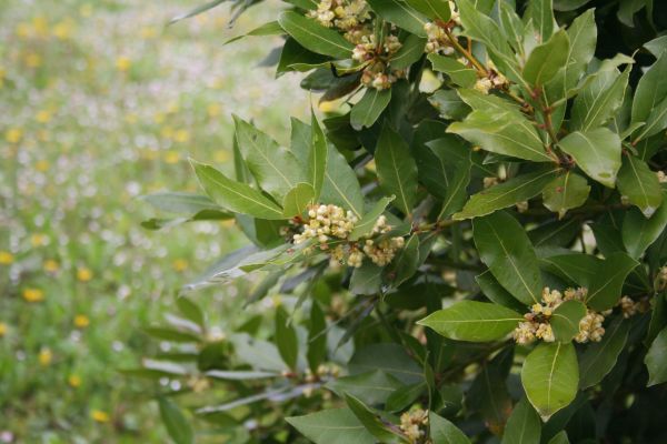 Laurel Trimming Service
