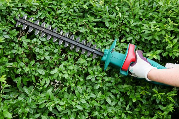 Juniper Hedge Trimming