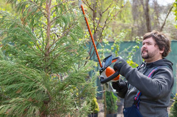 Juniper Shaping