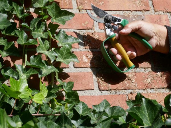 Ivy Cutting Service