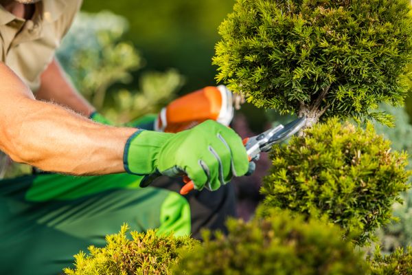 Cost of Landscape Pruning Service in Johnson City