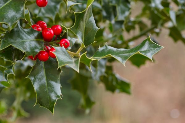 Holly Shrub Removal