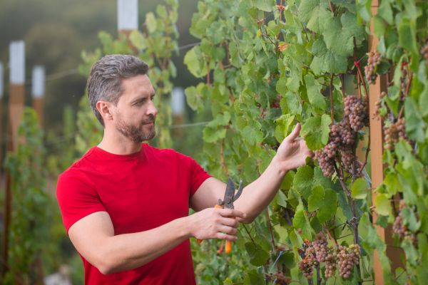 Grapevine Cutting