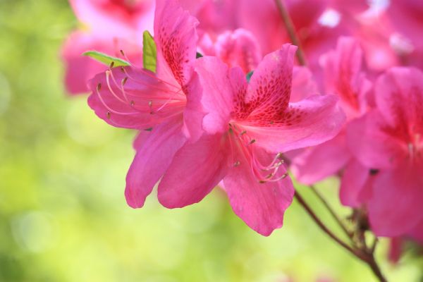 Azalea Cutting