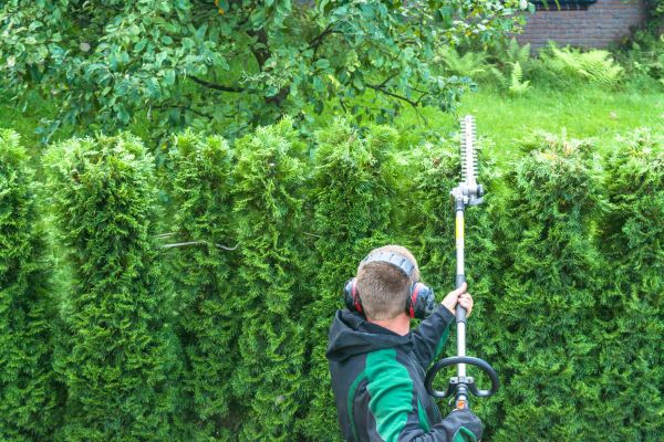 Arborvitae Cutting