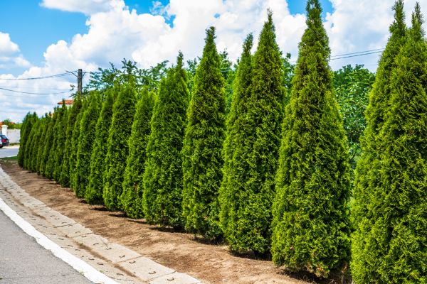 Arborvitae Shearing
