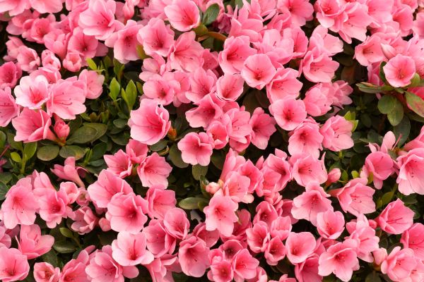 Azalea Extraction