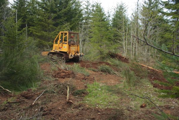 Shrubbery Clearing Service