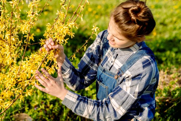 Forsythia Trimming