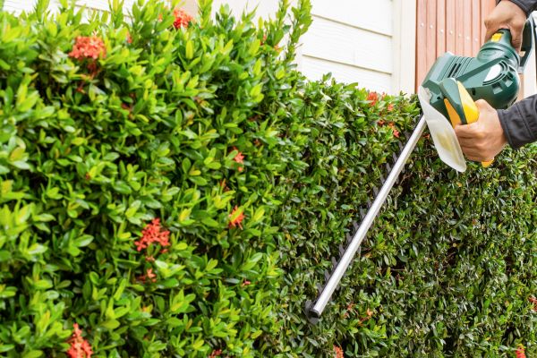Holly Shrub Trimming