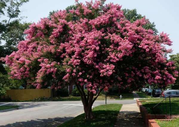 Crepe Myrtle Shaping
