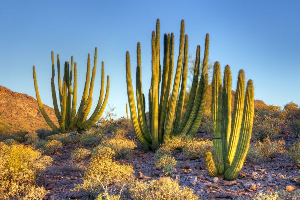 Cactus Control