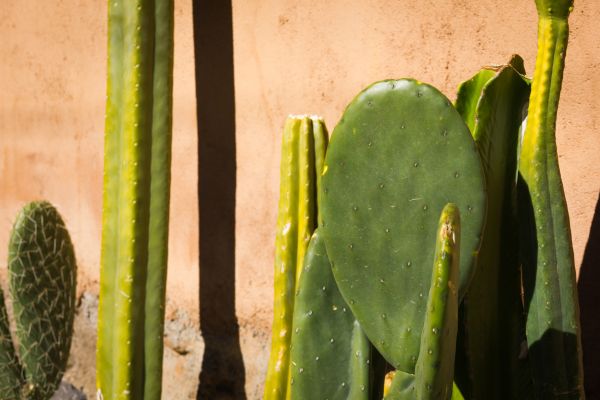 Cactus Disposal