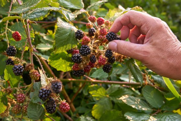 Blackberry Thicket Removal