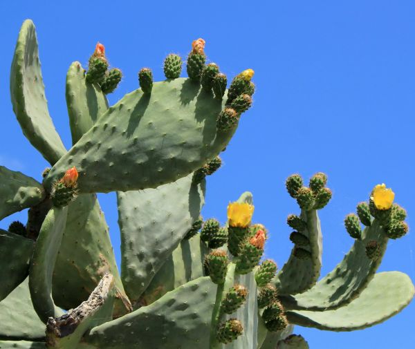 Cost of Cactus Removal in Johnson City