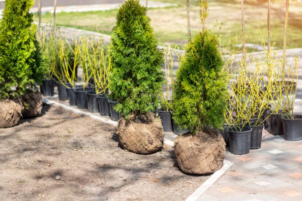 Shrub Transplanting