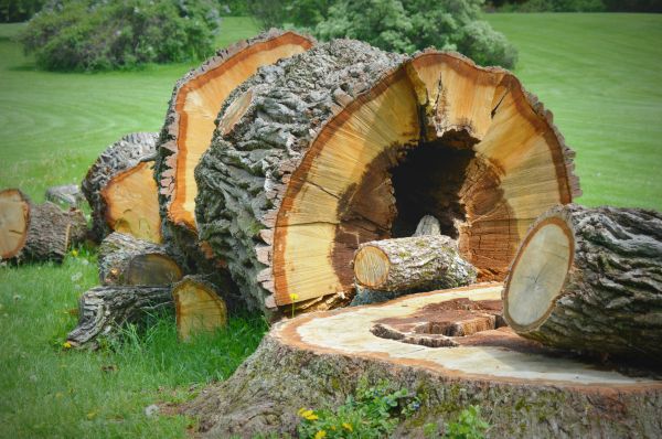 Stump Disposal