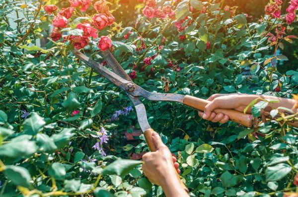 Knockout Roses Pruning in Johnson City