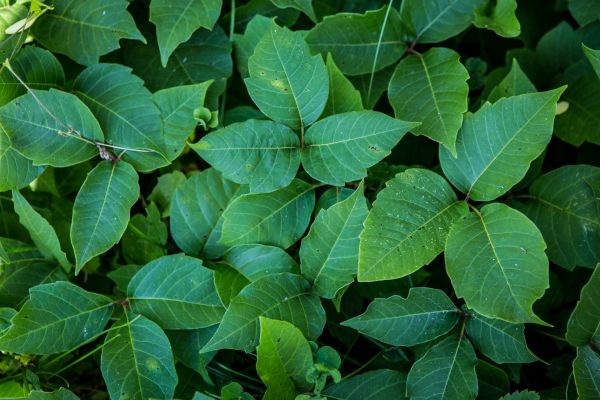 Ivy Elimination