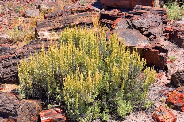 Sagebrush Removal Service