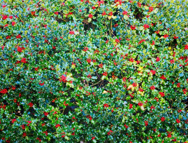 Holly Bush Removal Service