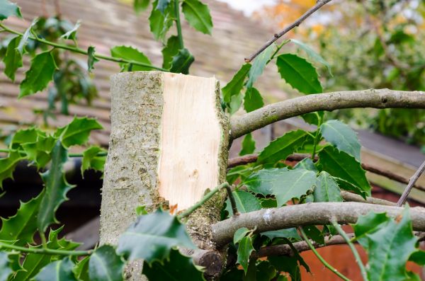 Holly Tree Removal Service