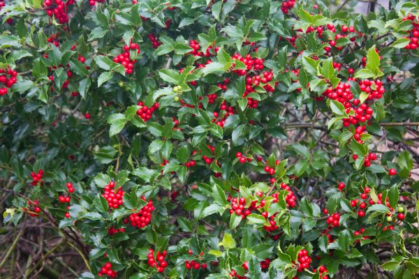 Holly Plant Removal