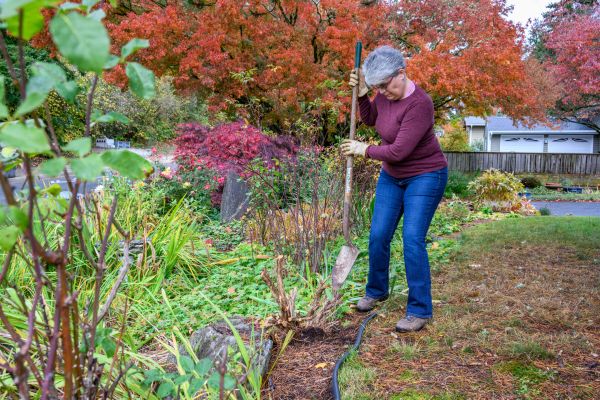 Dead Bush Removal Service