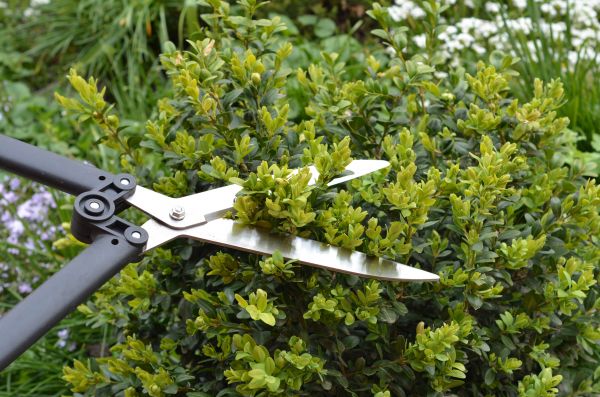 Cost of Boxwood Trimming in Johnson City