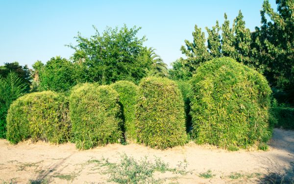 Cost of Bamboo Hedge Removal in Johnson City