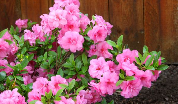 Azalea Trimming