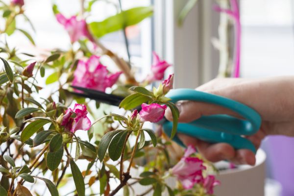 Azalea Pruning in Johnson City