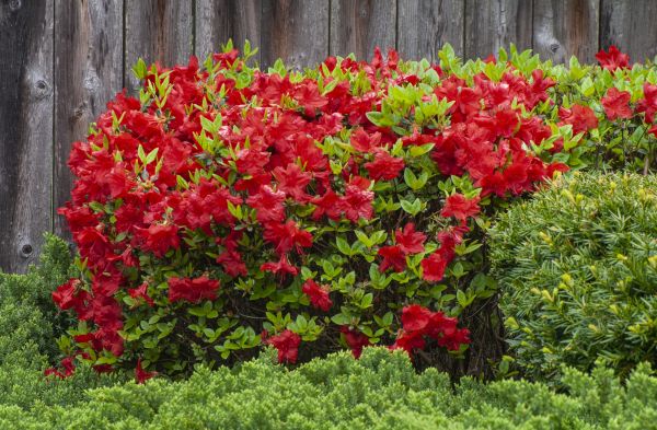 Azalea Bush Trimming
