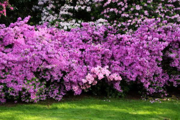 Azalea Shaping