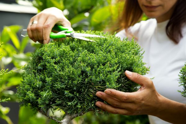 Juniper Shrub Pruning Service
