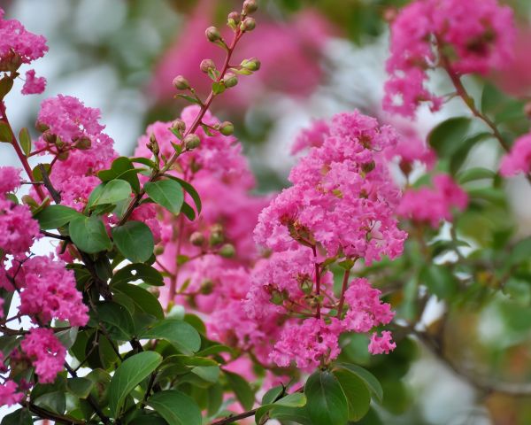 Crepe Myrtle Removal Service