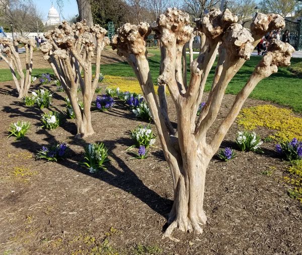 Myrtle Tree Removal Service