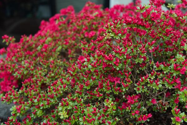 Weigela Removal Service