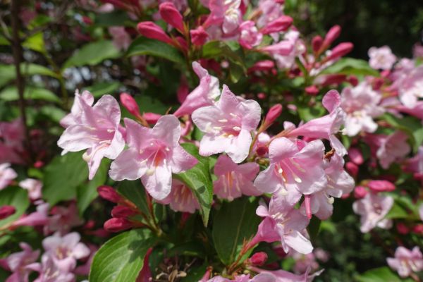 Weigela Pruning Service