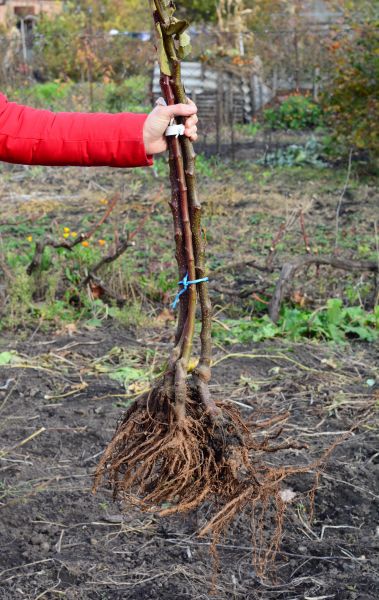 Shrub Root Removal Service