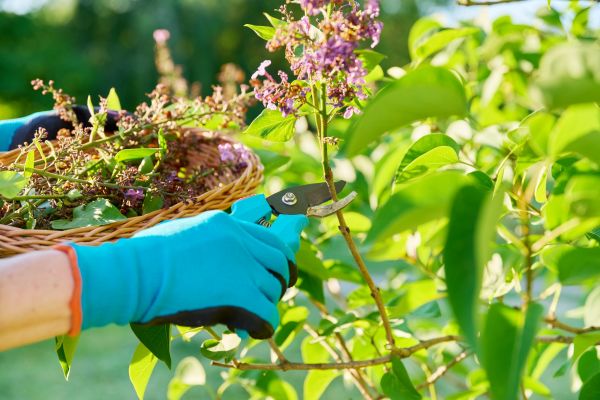 Cost of Lilac Trimming Service in Johnson City