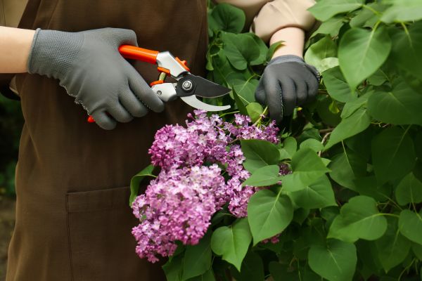 Cost of Lilac Pruning Service in Johnson City