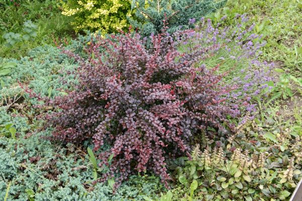 Japanese Barberry Removal Service