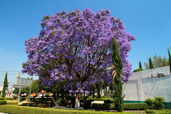 Cost of Jacaranda Pruning in Johnson City