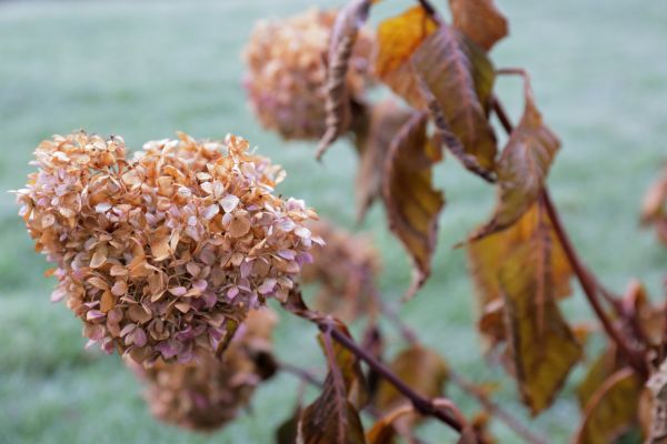 Hydrangea Removal Service