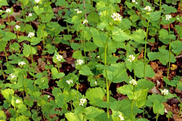 Cost of Garlic Mustard Removal in Johnson City