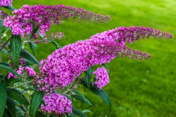 Cost of Butterfly Bush Removal in Johnson City